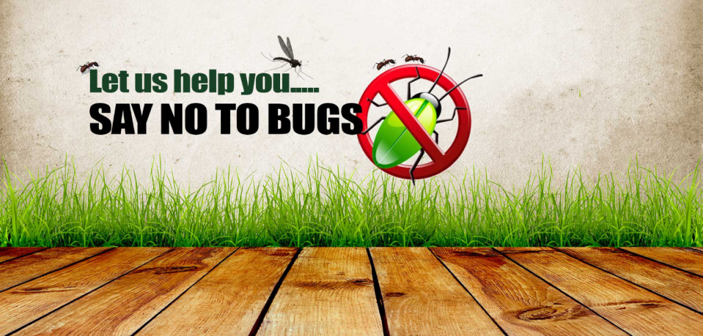 no bugs